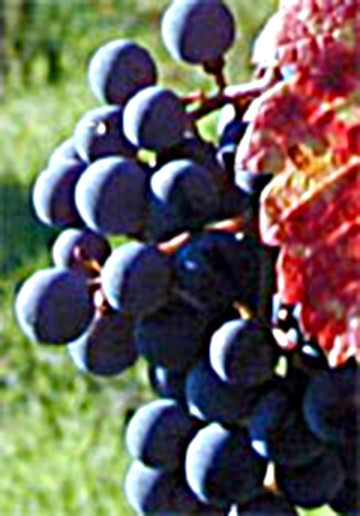 Blaue Trauben am Rebstock